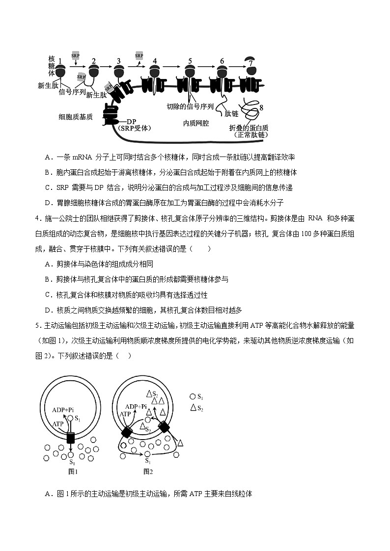 重庆市第八中学2025-2026学年高三上学期入学考试生物试题（Word版附答案）第2页