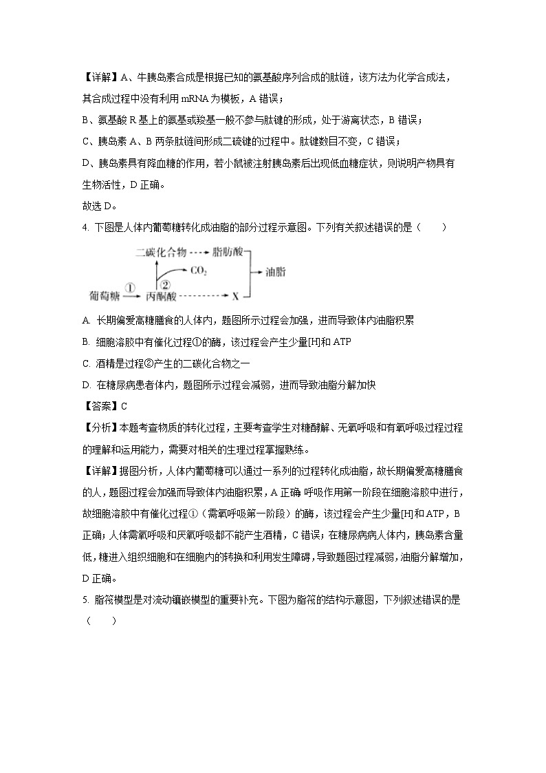 【生物】湖北省随州市部分高中联考协作体2024-2025学年高一上学期12月月考试题（解析版）第3页