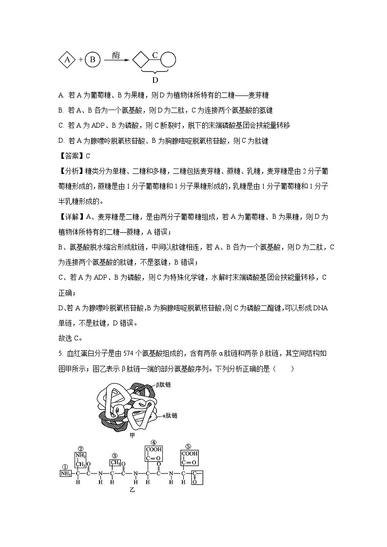 【生物】辽宁省沈阳市2024-2025学年高一上学期期末五校联考试题（解析版）第3页