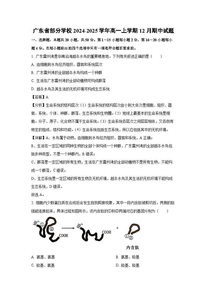 【生物】广东省部分学校2024-2025学年高一上学期12月期中试题（解析版）第1页
