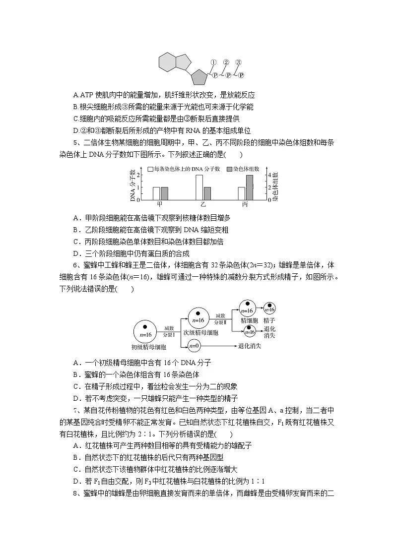 湖北省随州市部分高中联考协作体2024-2025学年高三上学期12月联考生物试题+答案第2页