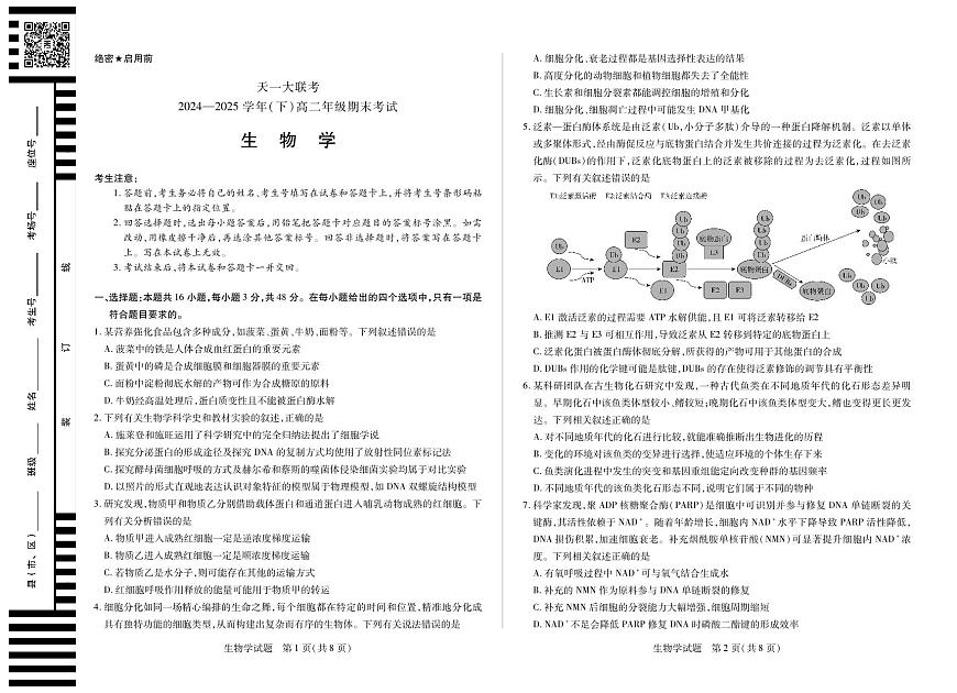 天一大联考·河南省2024-2025学年（下）高二年级期末考试生物高二下期末试卷+答案第1页