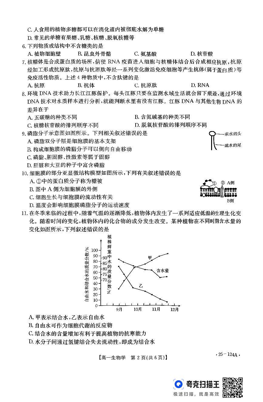 河南省新乡市封丘县2024-2025学年高一上学期11月期中考试生物试题第2页