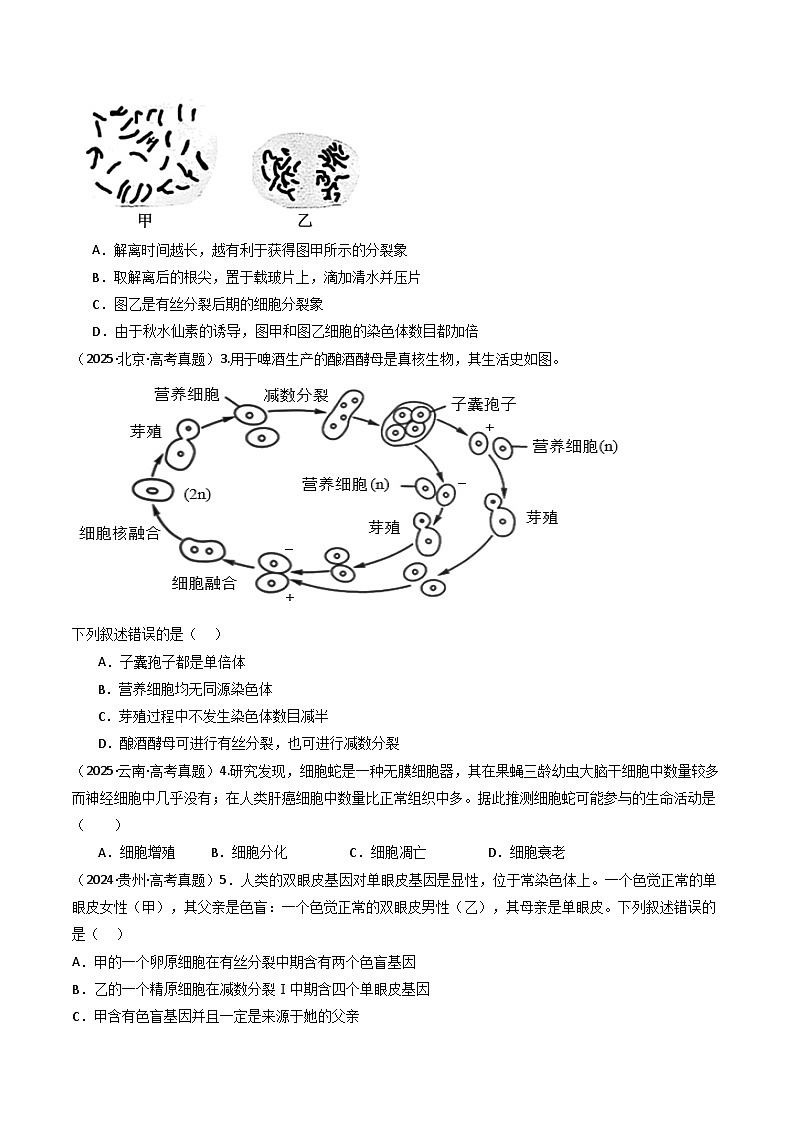 专题07 有丝分裂和减数分裂（原卷版）第3页
