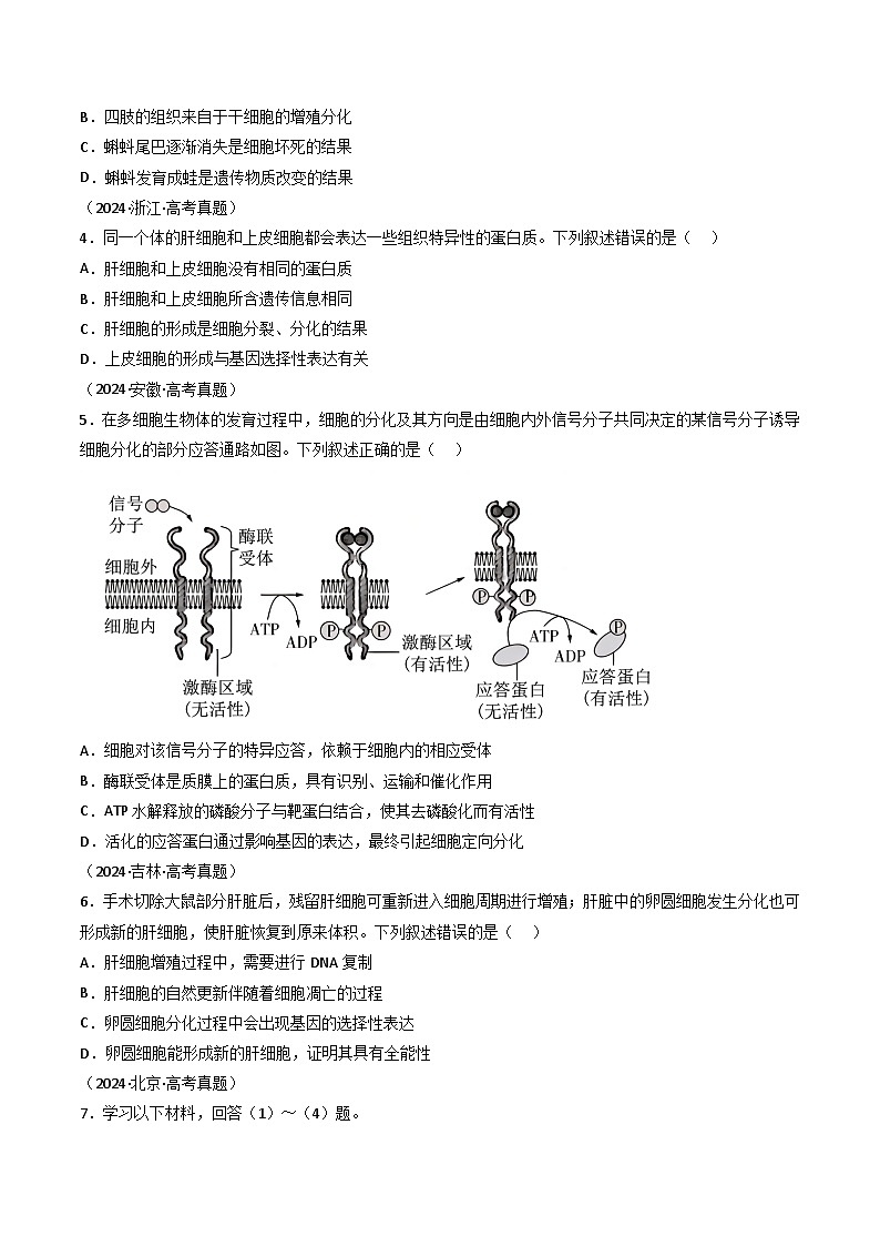 专题08 细胞的生命历程（原卷版）第3页