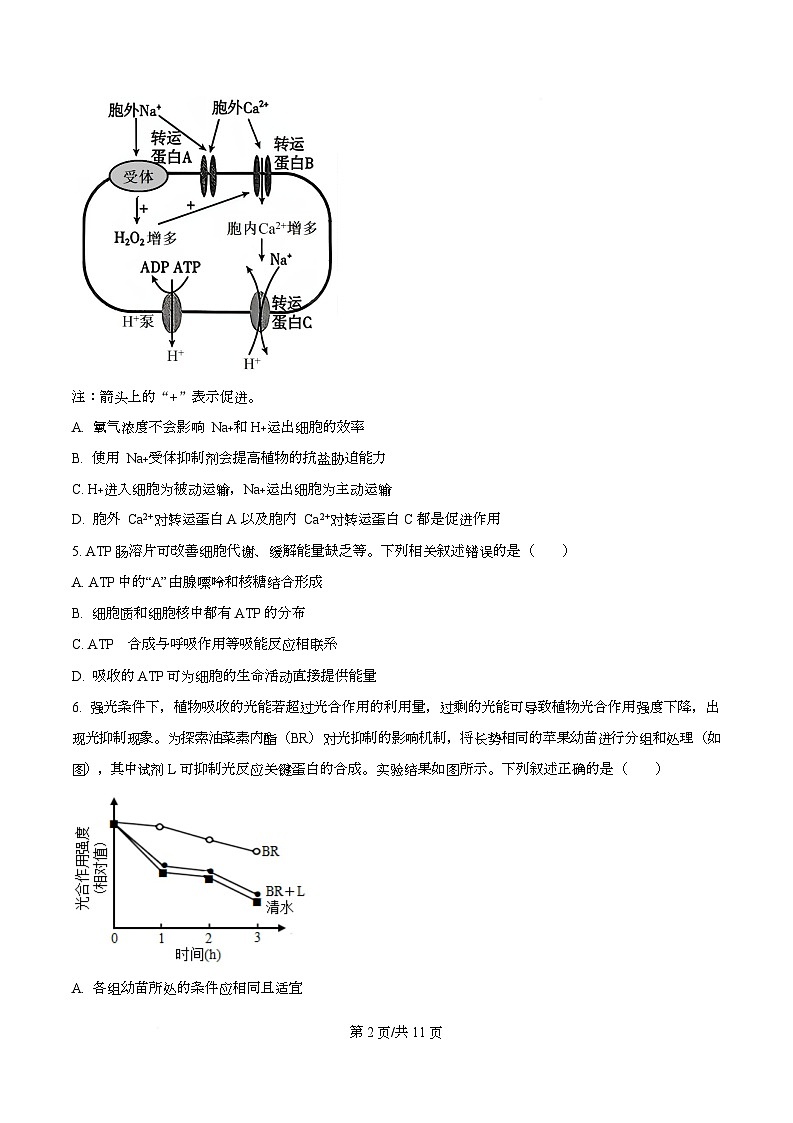 湖南省长沙市师大附中2026届高三上学期8月月考生物试题（原卷版）第2页