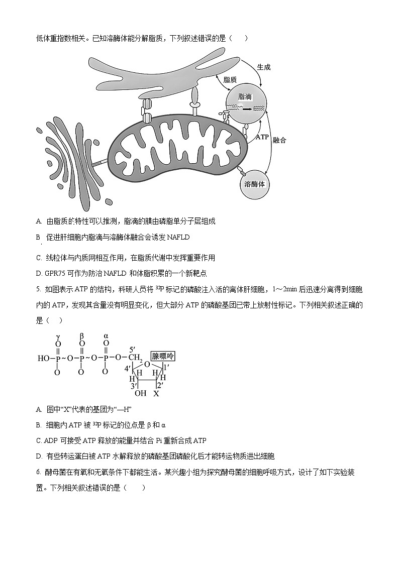 黑龙江省齐齐哈尔市龙西北九校2026届高三上学期9月开学考试生物试卷第2页