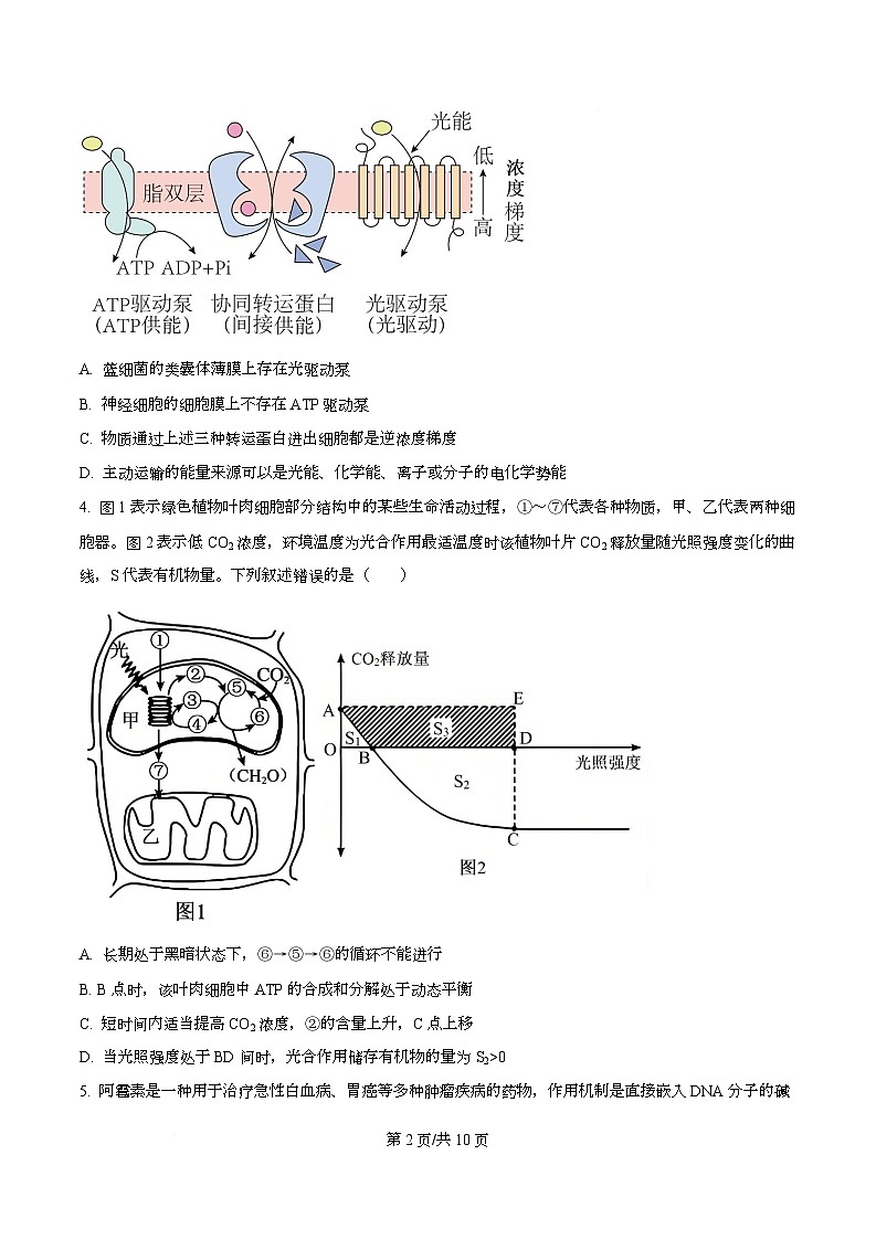 四川省广安市广安中学2026届高三上学期“零诊”模拟考试生物试题（原卷版）第2页