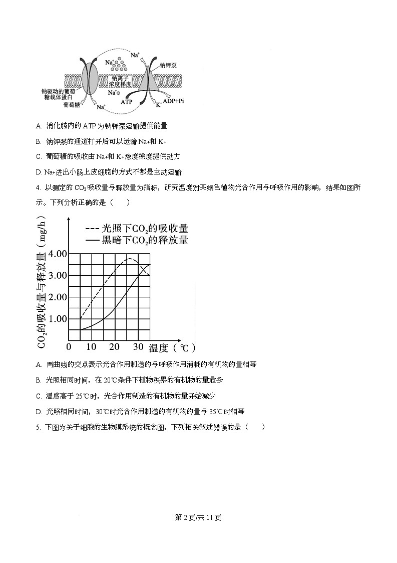 四川省广安市华蓥中学2026届高三上学期8月月考生物试题（原卷版）第2页