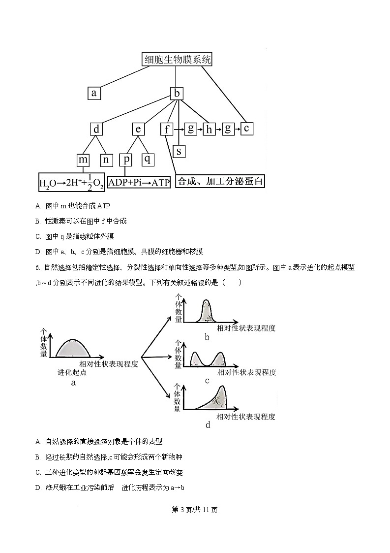 四川省广安市华蓥中学2026届高三上学期8月月考生物试题（原卷版）第3页