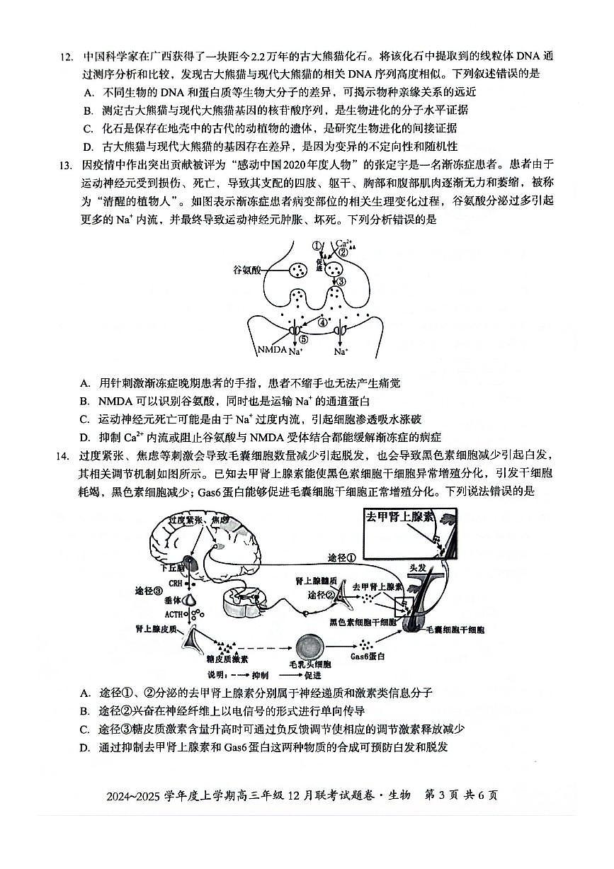 广西壮族自治区邕衡教育•名校联盟2024年-2025年度上学期高三年级12月联考生物试卷+答案第3页