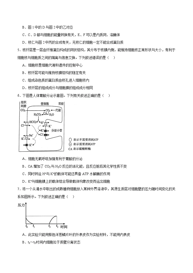 河北省衡水市2025-2026学年高三上学期第二次调研考试生物试卷（Word版附答案）第2页