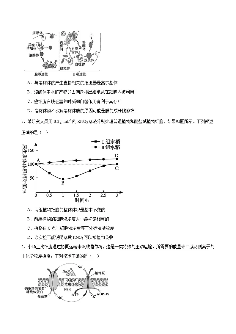 四川省成都市蓉城名校联盟2025-2026学年高三上学期开学联考生物试卷（Word版附答案）第2页