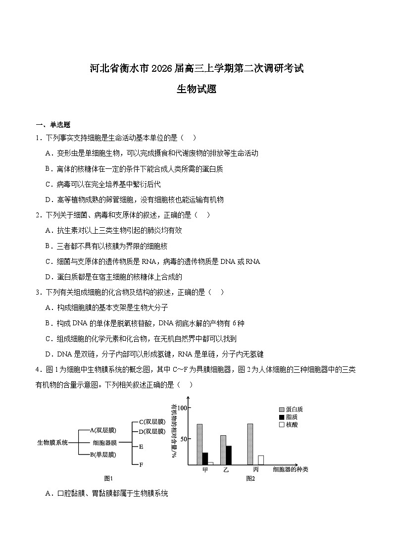 河北省衡水市2025-2026学年高三上学期第二次调研考试生物Word版含答案第1页