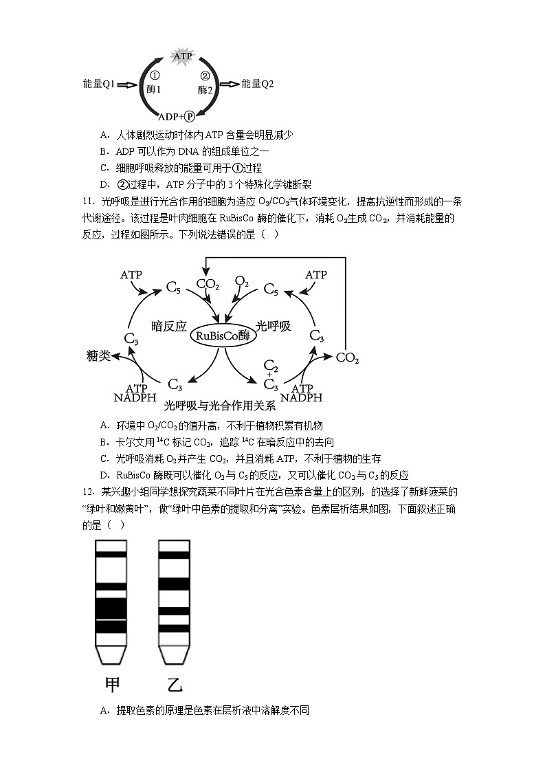 遵义市第四中学2025-2026学年高一上学期开学分班检测生物试卷第3页