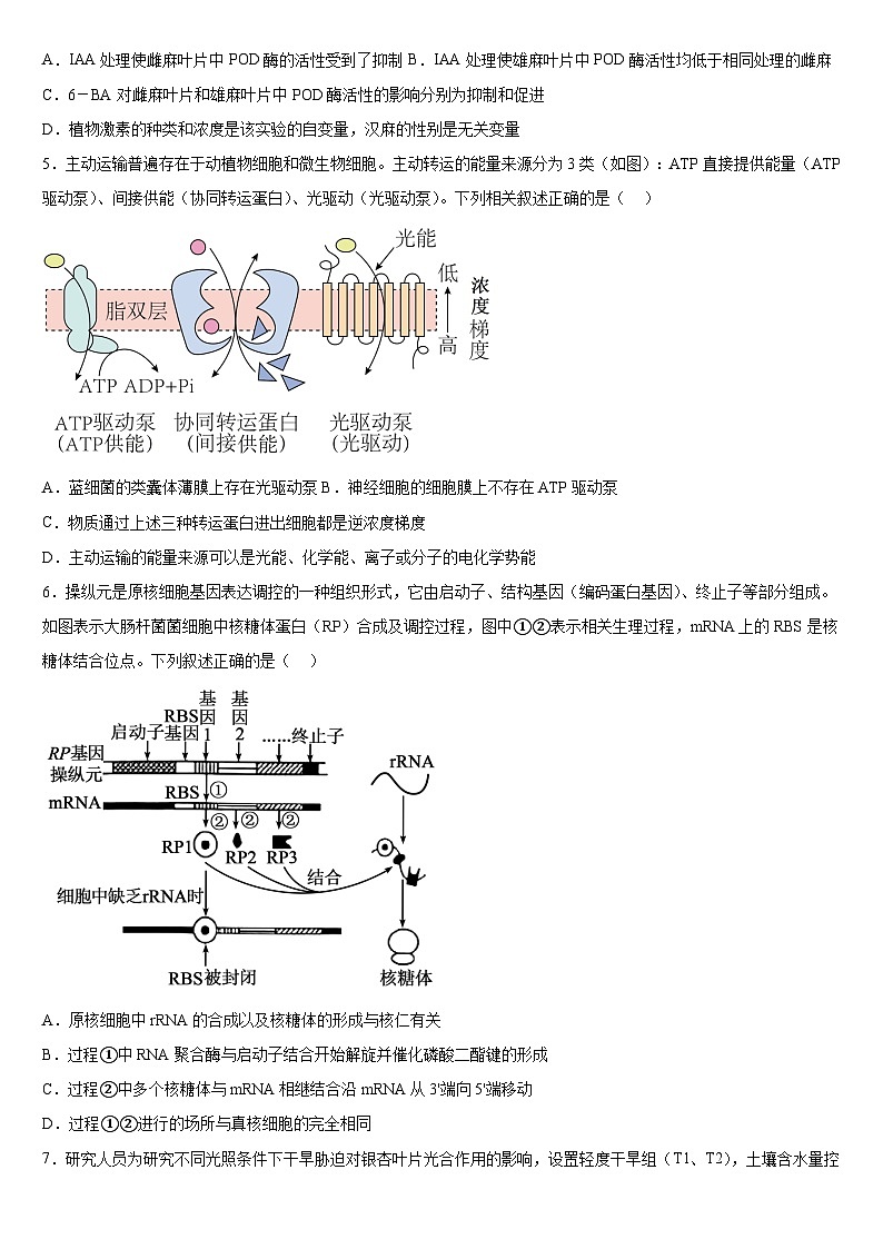 广西钦州市第四中学2025-2026学年高三上学期8月份考试生物试卷第2页