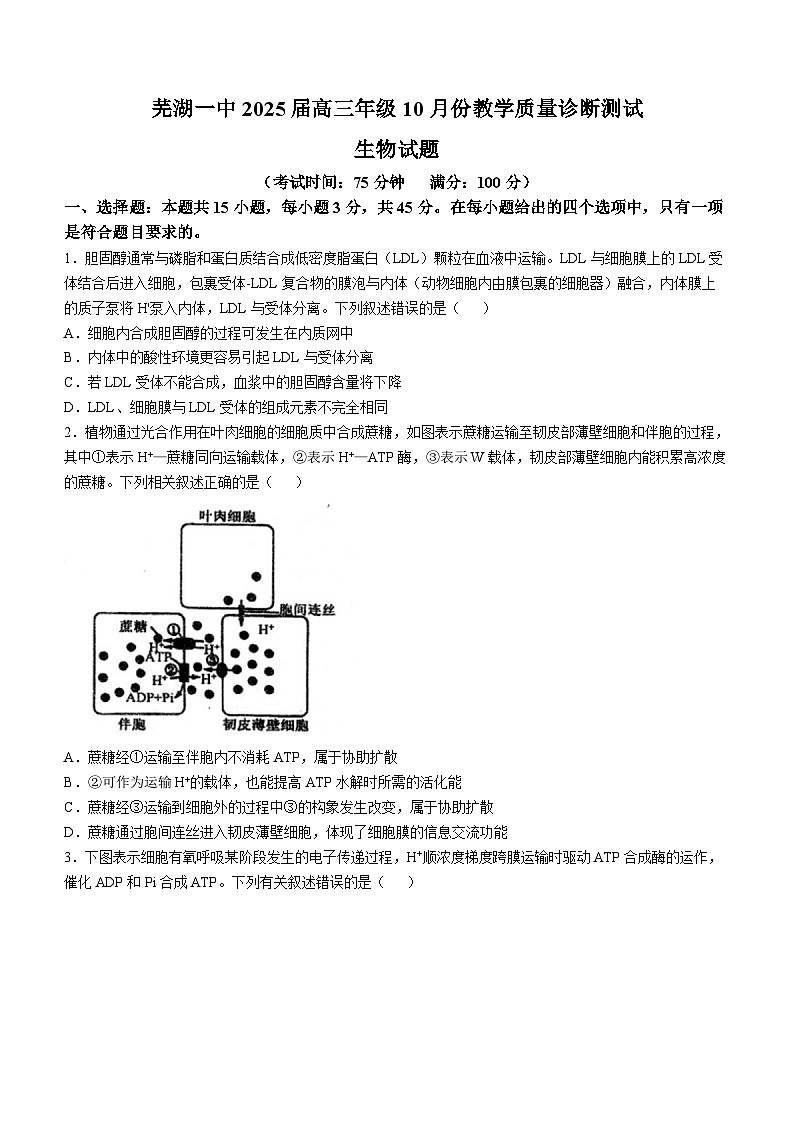 安徽省芜湖市第一中学2024-2025学年高三上学期10月教学质量诊断测试生物学试题（含答案）第1页