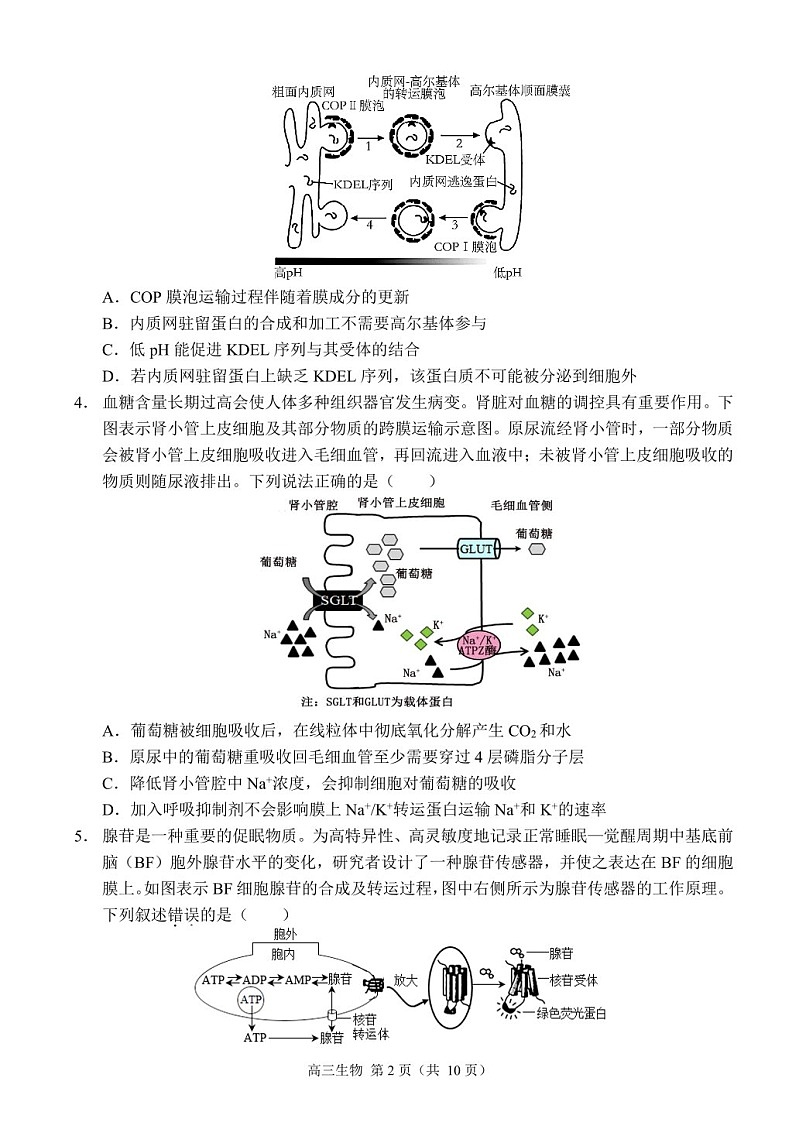 2025届重庆市西南大附中高三下学期11月阶段检测-生物试卷（含答案）第2页