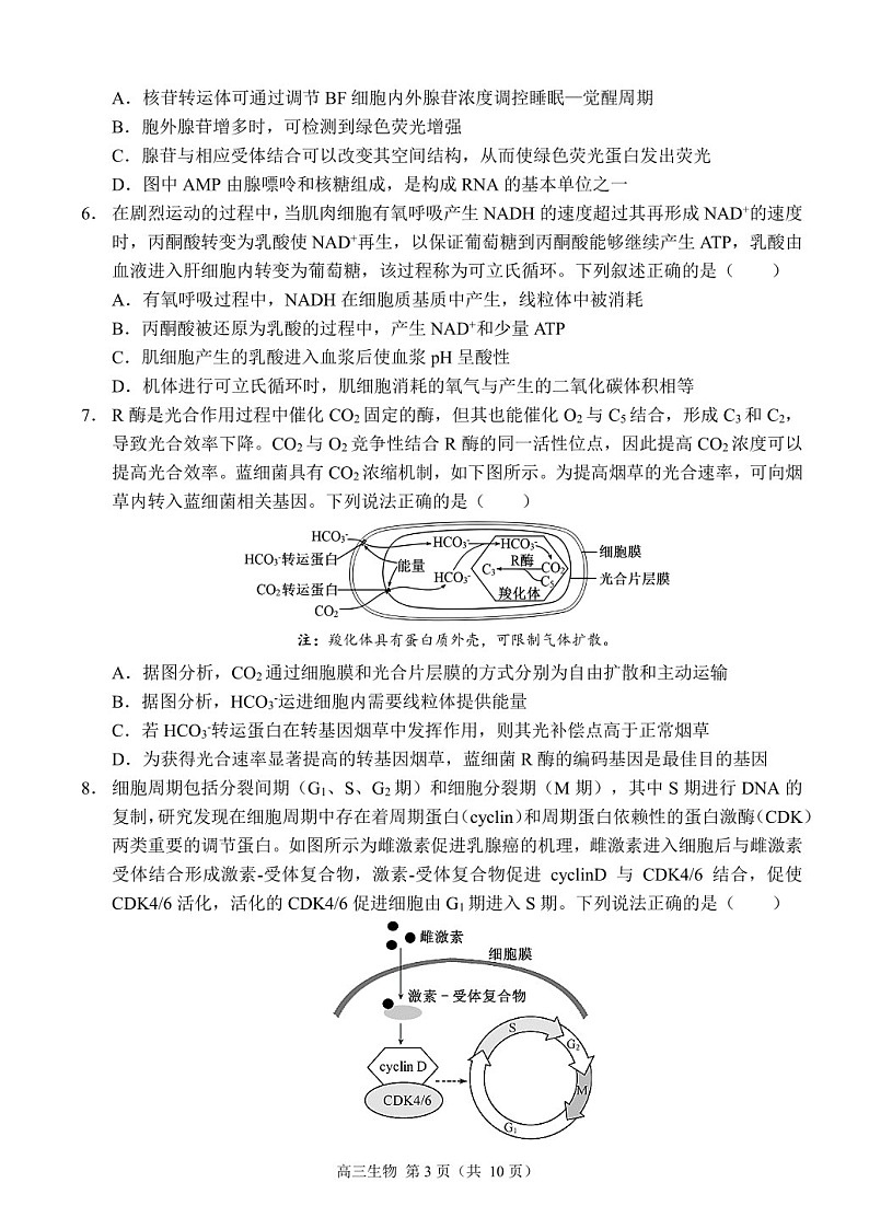 2025届重庆市西南大附中高三下学期11月阶段检测-生物试卷（含答案）第3页