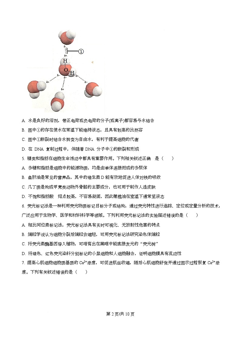 重庆市南开中学2026届高三上学期开学生物试题（原卷版）第2页