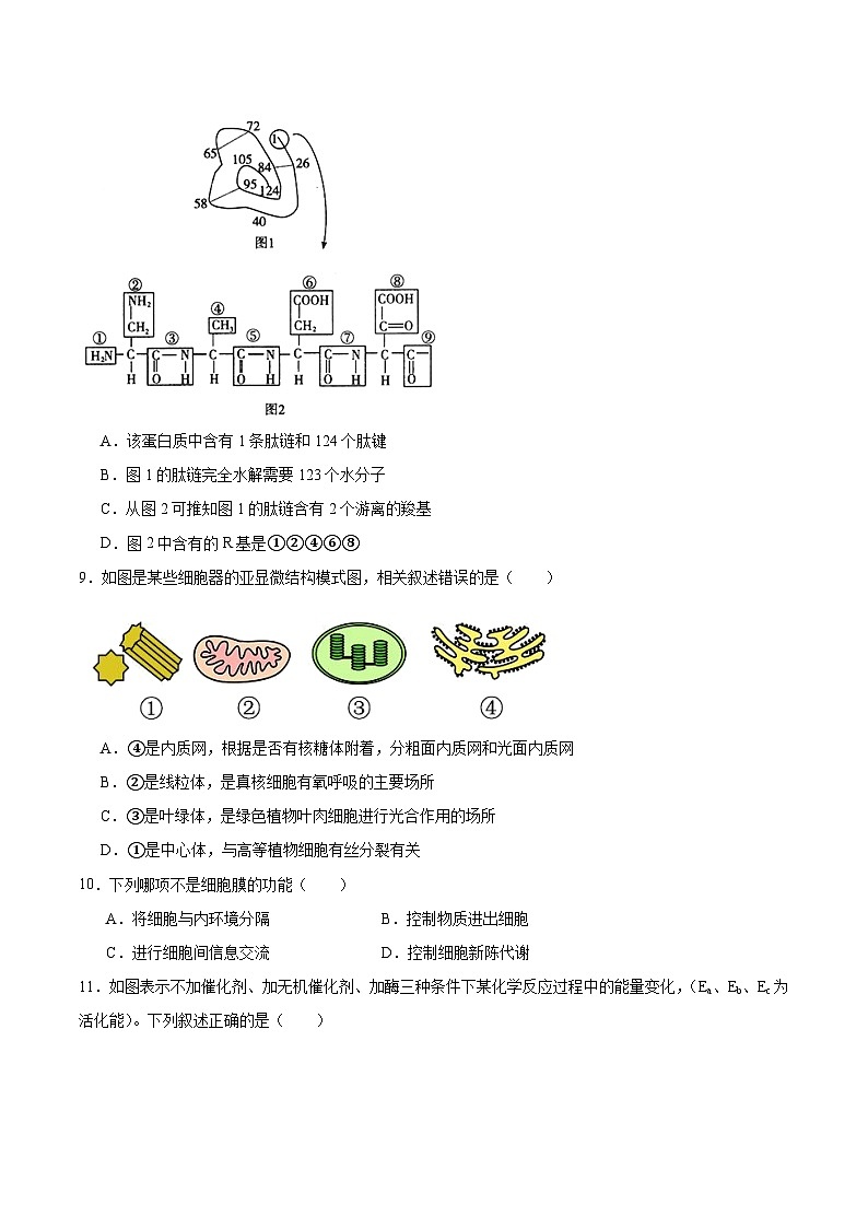 吉林省梅河口市第五中学2025-2026学年高二上学期开学考试生物试卷（Word版附答案）第3页
