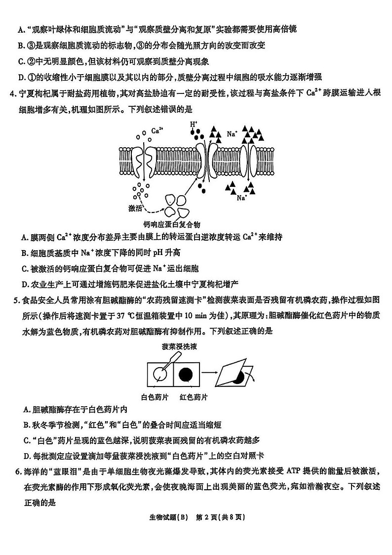 2025届安徽省江淮十校高三下学期11月第二次联考-生物试卷（含答案）第2页