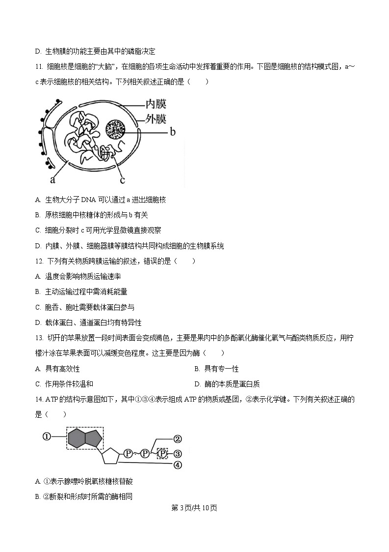 贵州省遵义市播州区2024-2025学年高一上学期1月期末适应性考试生物试卷（含答案）第3页