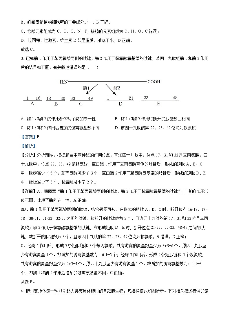江苏省徐州市2023-2024学年高一1月期末生物试题（解析版）第2页