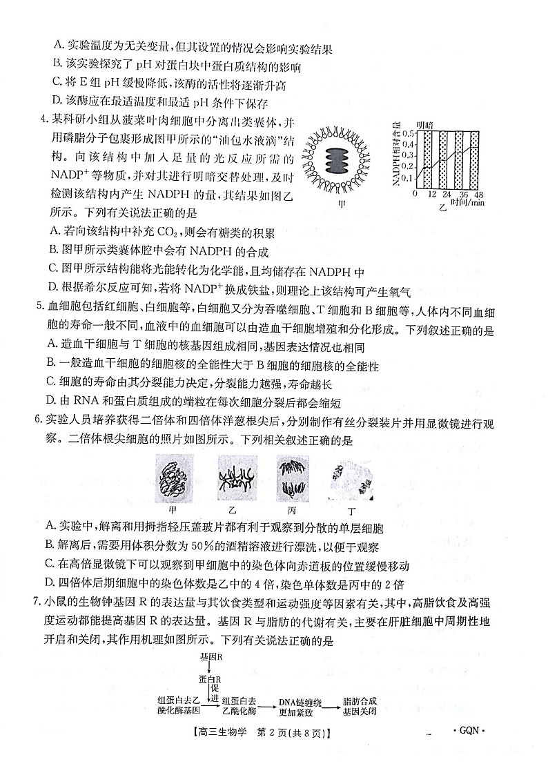 2025届甘肃青海宁夏金太阳百校联考高三下学期11月考-生物试卷（含答案）第2页