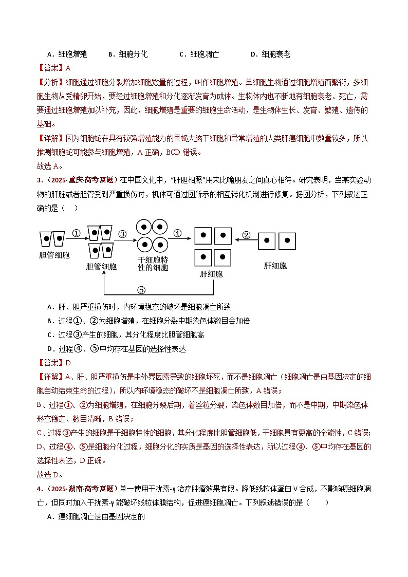 五年（2021-2025）高考生物真题分类汇编：专题07 细胞的分化、衰老、死亡及癌变（全国通用）（解析版）第3页