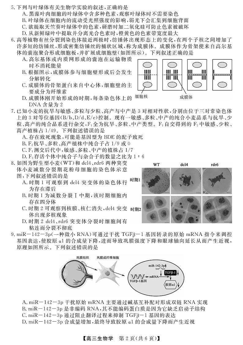 2025届河南省金科新未来大联考高三下学期11月质检-生物试题（含答案）第2页