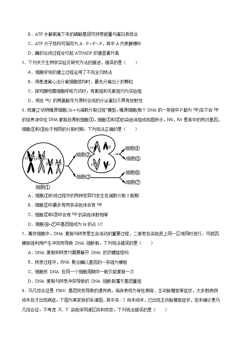 山东省潍坊市2026届高三上学期开学调研监测考试生物试卷（Word版附答案）第2页