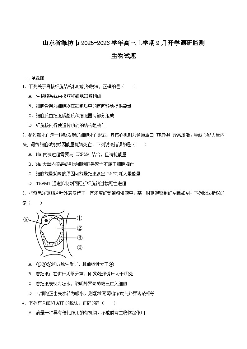 2026潍坊高三上学期开学调研监测考试生物含答案第1页