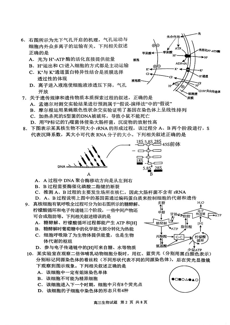 2025届江苏省盐城市高三下学期11月期中考-生物试卷（含答案）第2页