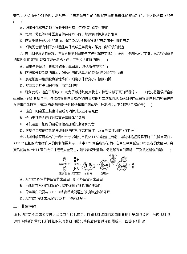 2025-2026学年高一生物（人教版）必修一课时跟踪检测（28）细胞的衰老和死亡（Word版含解析）第2页