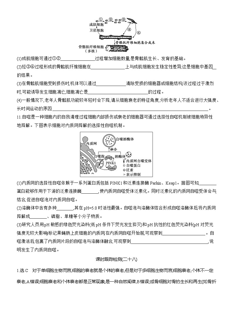 2025-2026学年高一生物（人教版）必修一课时跟踪检测（28）细胞的衰老和死亡（Word版含解析）第3页