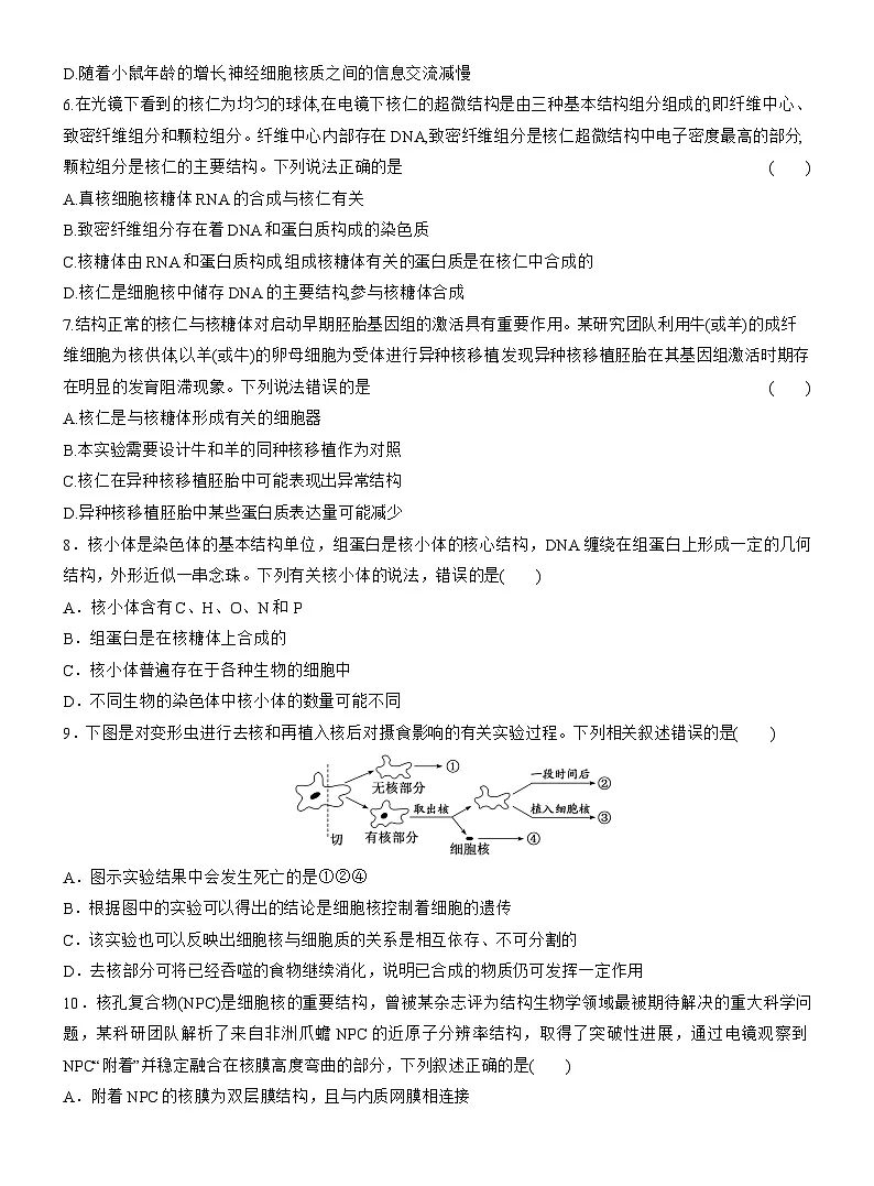 2025-2026学年高一生物（人教版）必修一课时跟踪检测（11）细胞核的结构和功能（Word版含解析）第2页