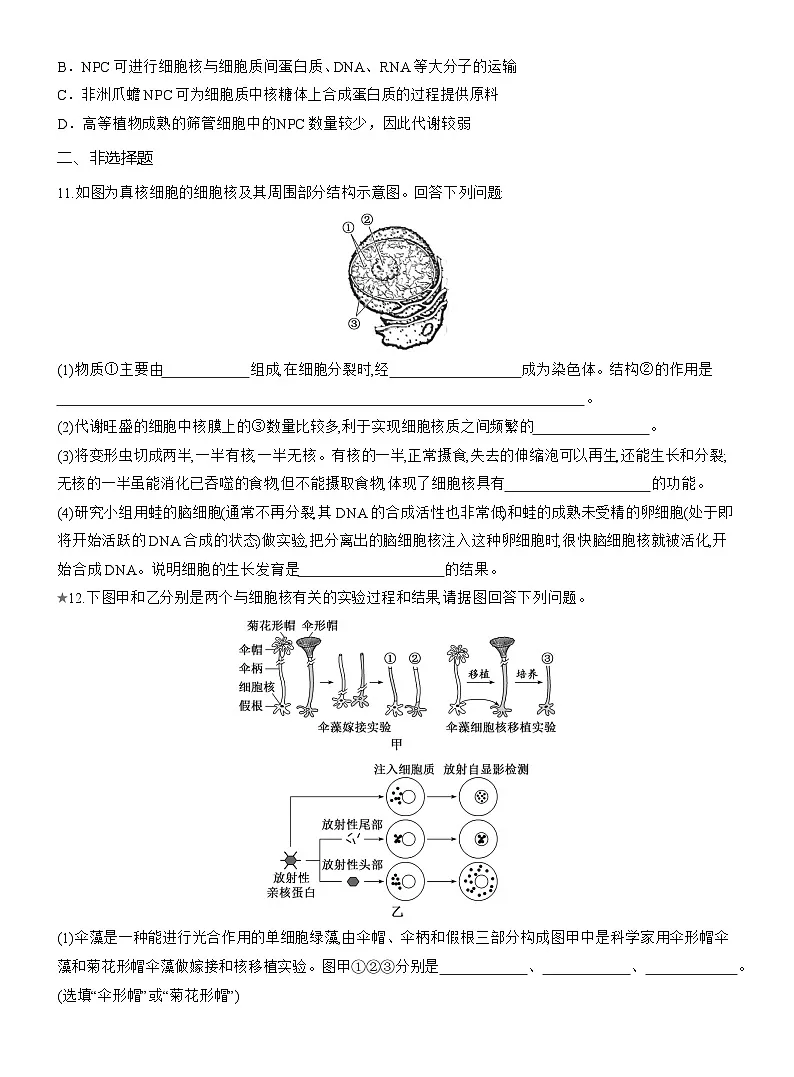 2025-2026学年高一生物（人教版）必修一课时跟踪检测（11）细胞核的结构和功能（Word版含解析）第3页