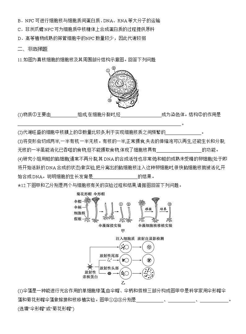 2025-2026学年高一生物（人教版）必修一课时跟踪检测（11）细胞核的结构和功能（Word版含解析）第3页