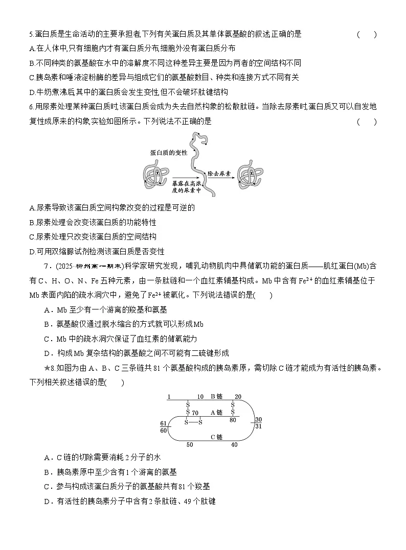 2025-2026学年高一生物（人教版）必修一课时跟踪检测（06）蛋白质是生命活动的主要承担者（Word版含解析）第2页