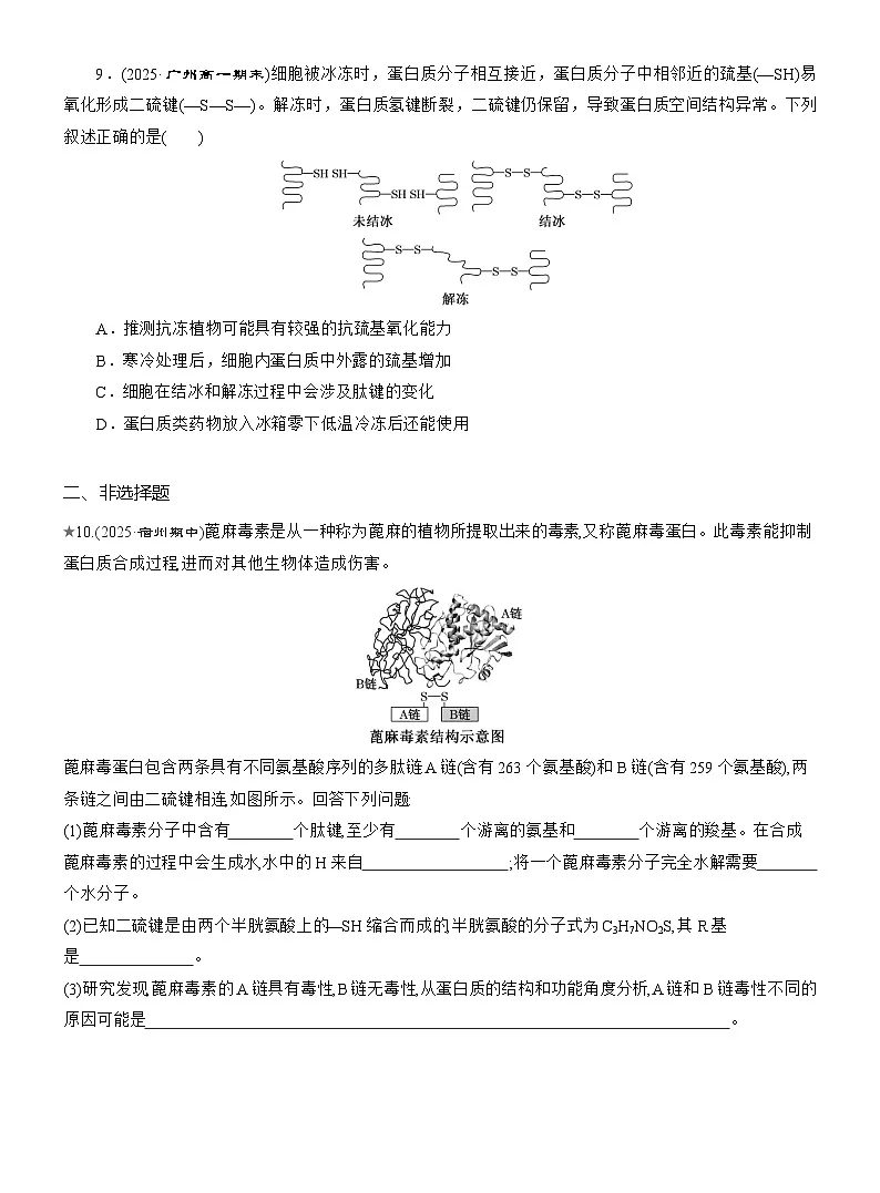 2025-2026学年高一生物（人教版）必修一课时跟踪检测（06）蛋白质是生命活动的主要承担者（Word版含解析）第3页