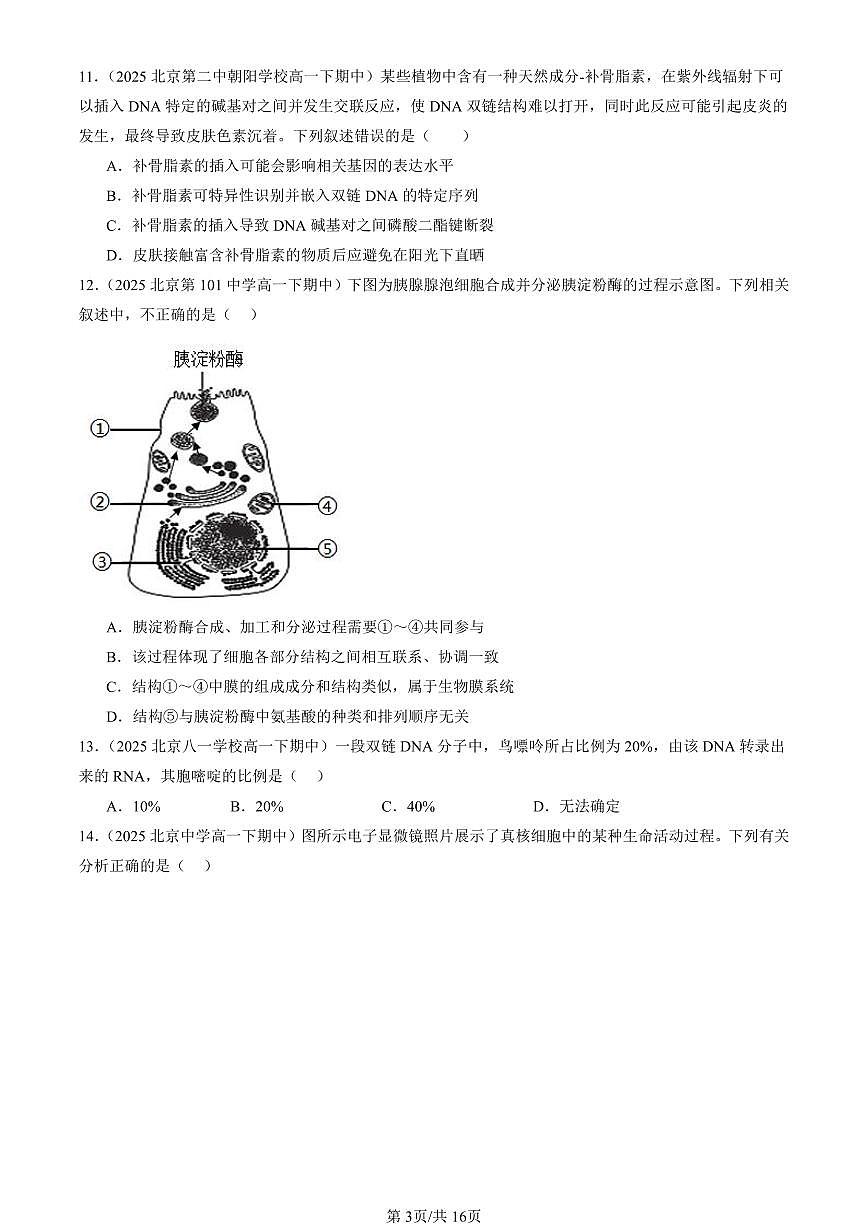 2025北京重点校高一（下）期中生物汇编(试题)：基因指导蛋白质的合成（单选题）2 有答案解析第3页