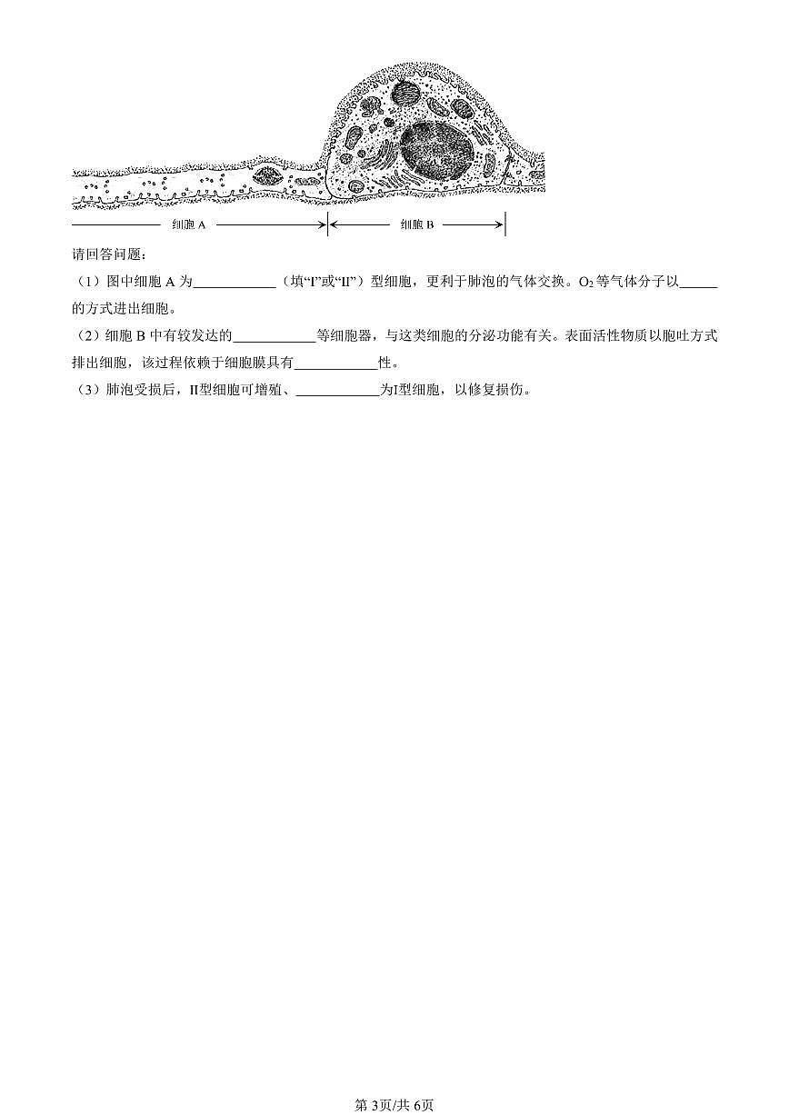 2023-2025北京重点校高一（下）期中生物汇编(试题)：细胞的分化 有答案解析第3页