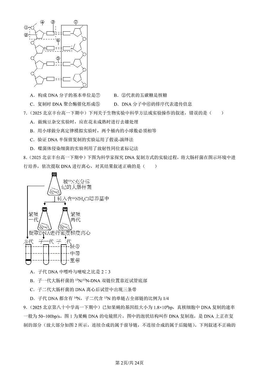 2025北京重点校高一（下）期中生物汇编(试题)：DNA的复制（单选题） 有答案解析第2页
