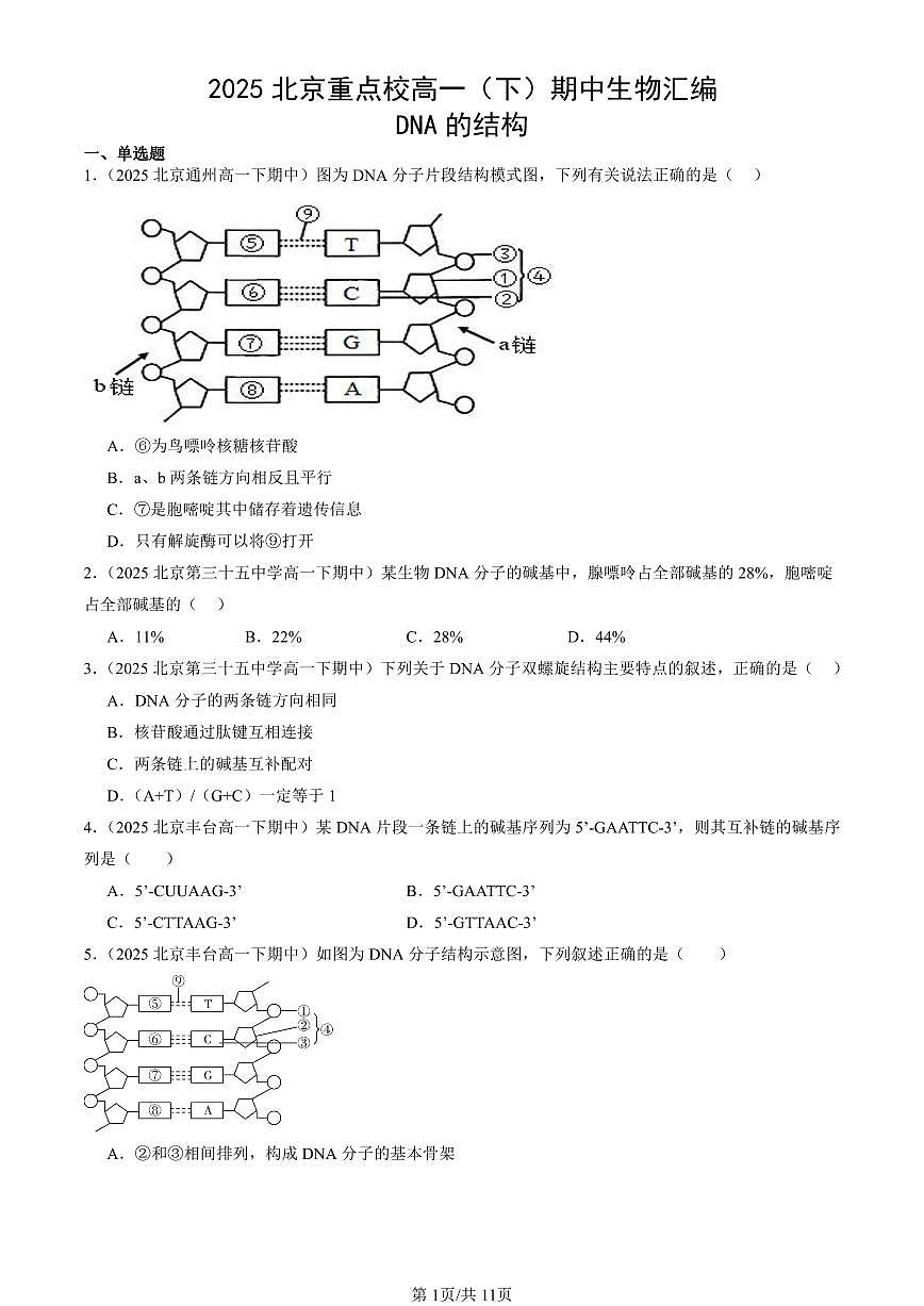 2025北京重点校高一（下）期中生物汇编(试题)：DNA的结构 有答案解析第1页
