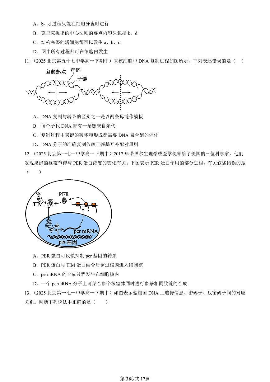 2025北京重点校高一（下）期中生物汇编(试题)：基因的表达章节综合（单选题）1 有答案解析第3页