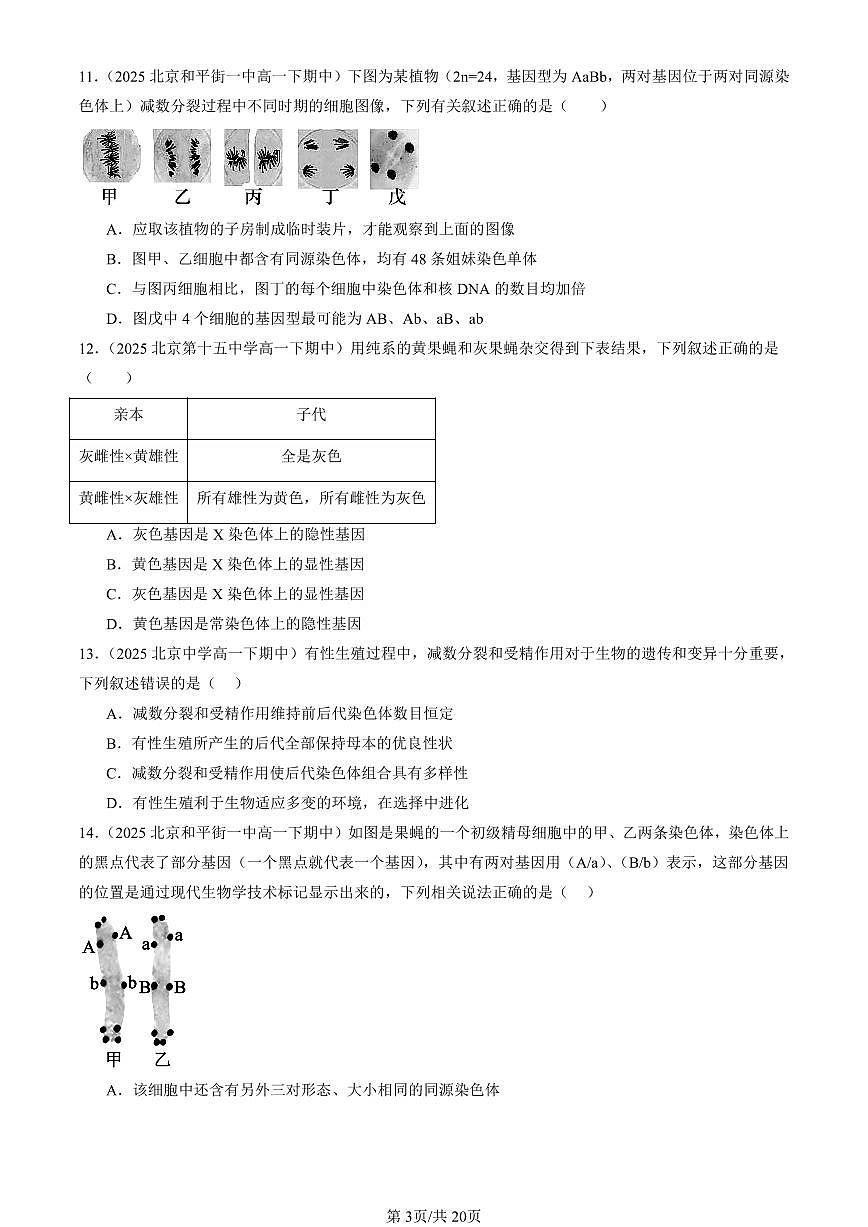 2025北京重点校高一（下）期中生物汇编(试题)：基因和染色体的关系章节综合（单选题）3 有答案解析第3页