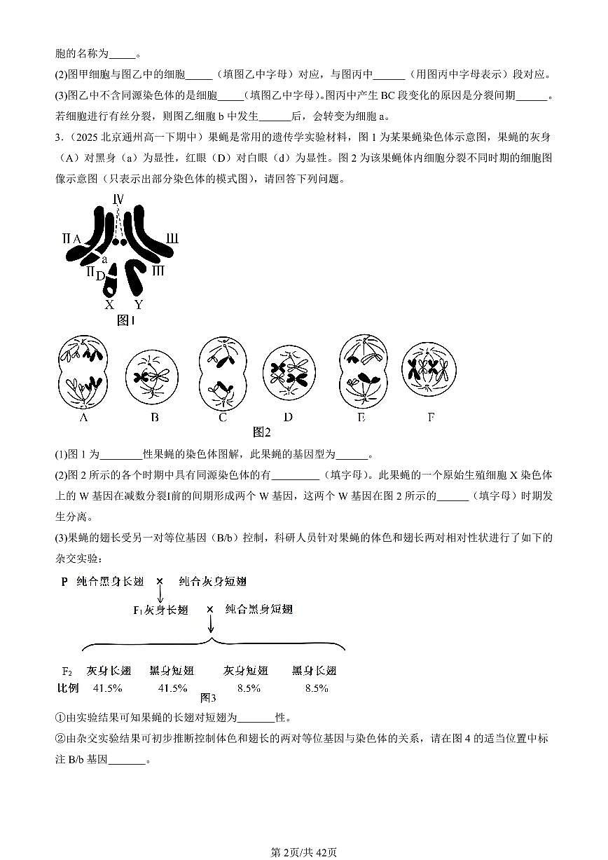 2025北京重点校高一（下）期中生物汇编(试题)：基因和染色体的关系章节综合（非选择题） 有答案解析第2页