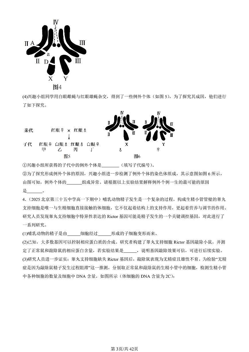 2025北京重点校高一（下）期中生物汇编(试题)：基因和染色体的关系章节综合（非选择题） 有答案解析第3页