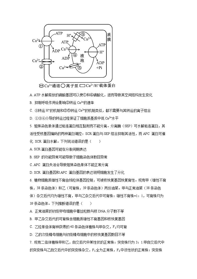山东省泰安市肥城市2025—2026学年高三上学期开学考试生物试卷（学生版）第2页